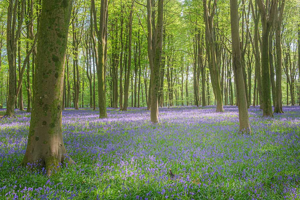 Website Design in Ringwood Hampshire