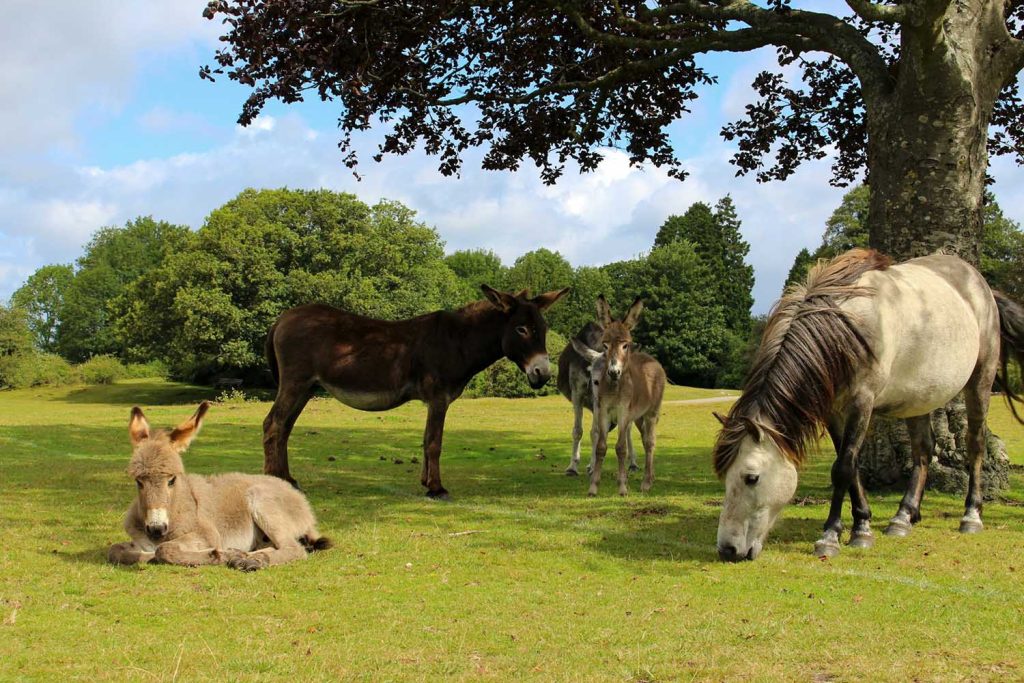 Web Design New Forest