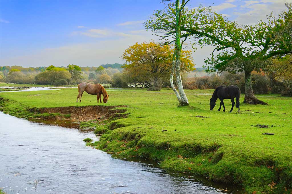 new forest website design