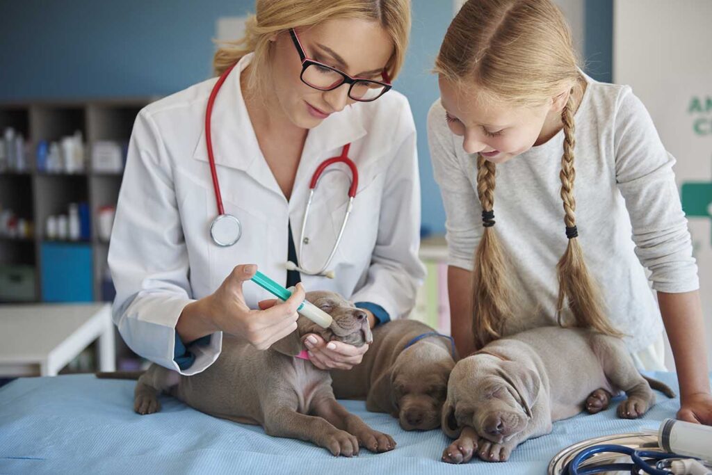 veterinarian website design